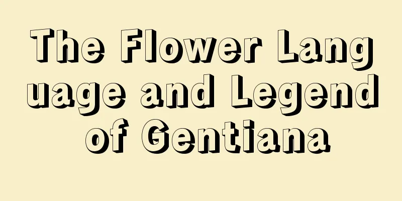 The Flower Language and Legend of Gentiana