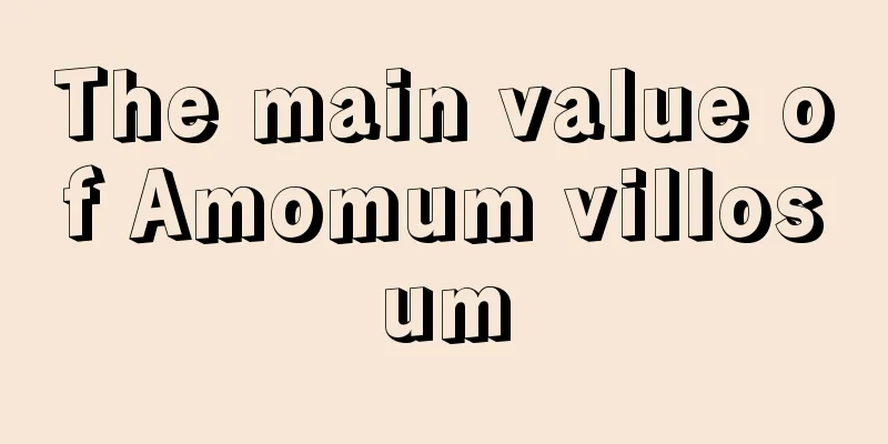 The main value of Amomum villosum