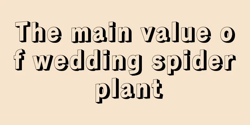 The main value of wedding spider plant