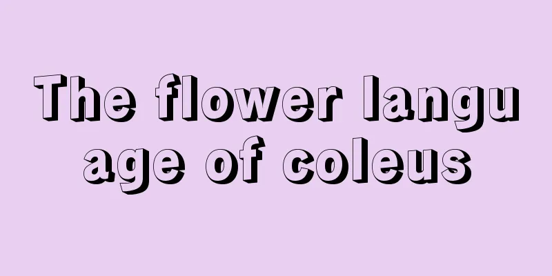 The flower language of coleus