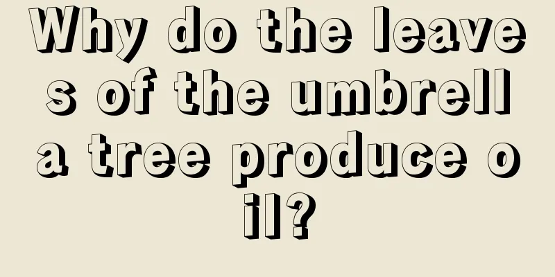 Why do the leaves of the umbrella tree produce oil?