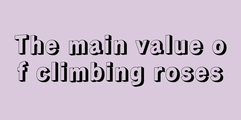 The main value of climbing roses