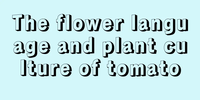 The flower language and plant culture of tomato