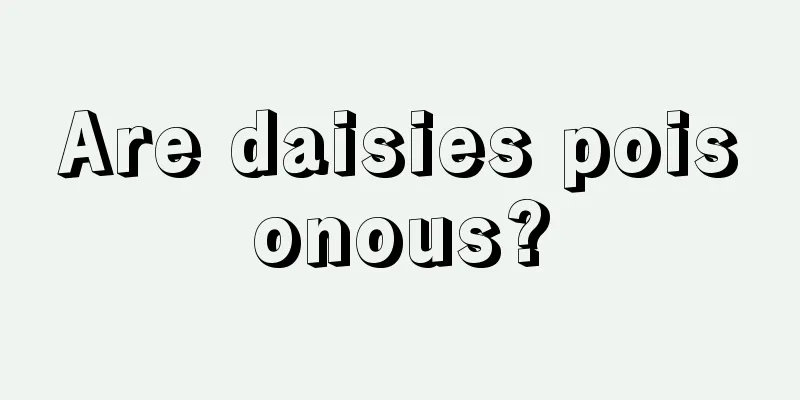 Are daisies poisonous?