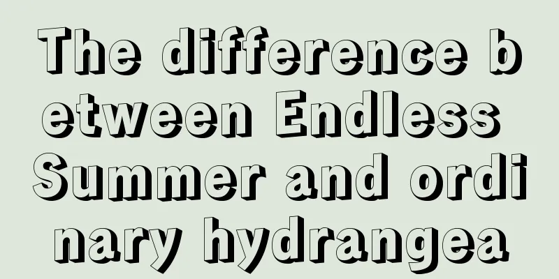 The difference between Endless Summer and ordinary hydrangea