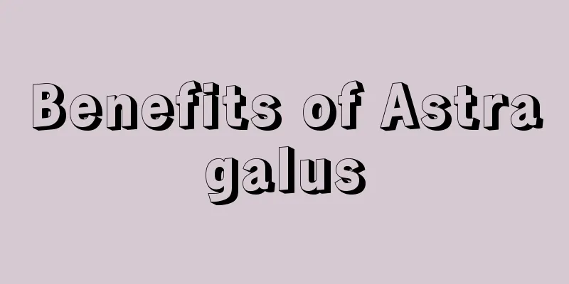 Benefits of Astragalus