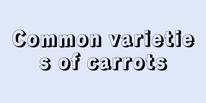 Common varieties of carrots