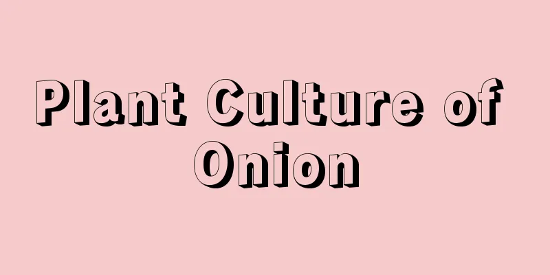 Plant Culture of Onion