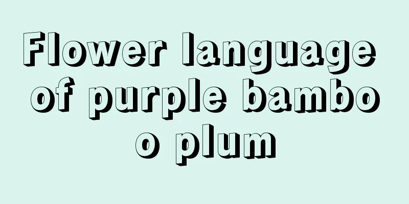 Flower language of purple bamboo plum