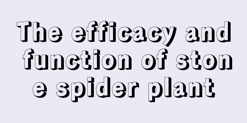 The efficacy and function of stone spider plant