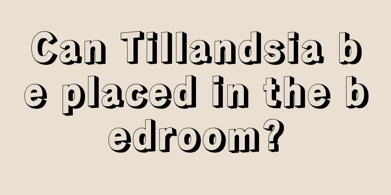 Can Tillandsia be placed in the bedroom?