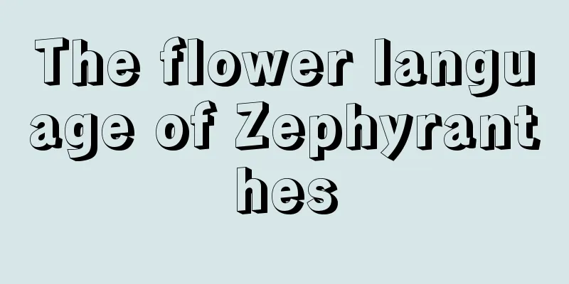 The flower language of Zephyranthes