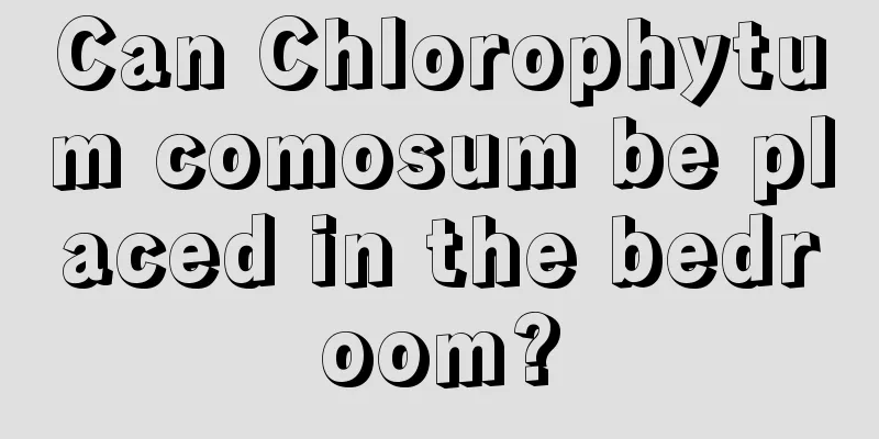 Can Chlorophytum comosum be placed in the bedroom?