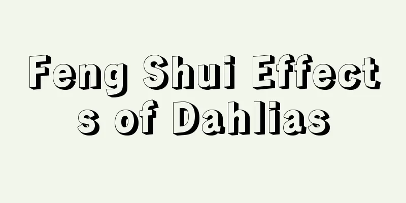 Feng Shui Effects of Dahlias