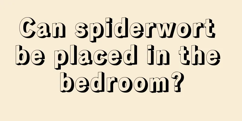 Can spiderwort be placed in the bedroom?