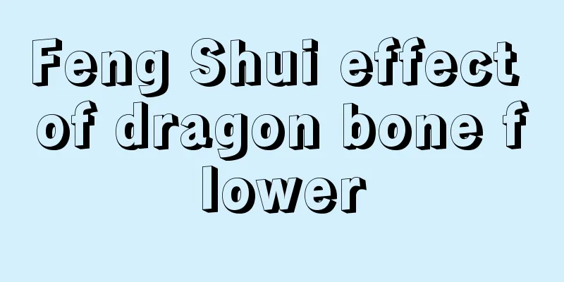 Feng Shui effect of dragon bone flower