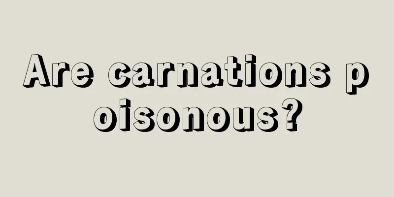 Are carnations poisonous?