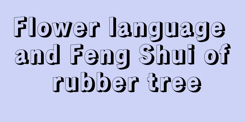 Flower language and Feng Shui of rubber tree