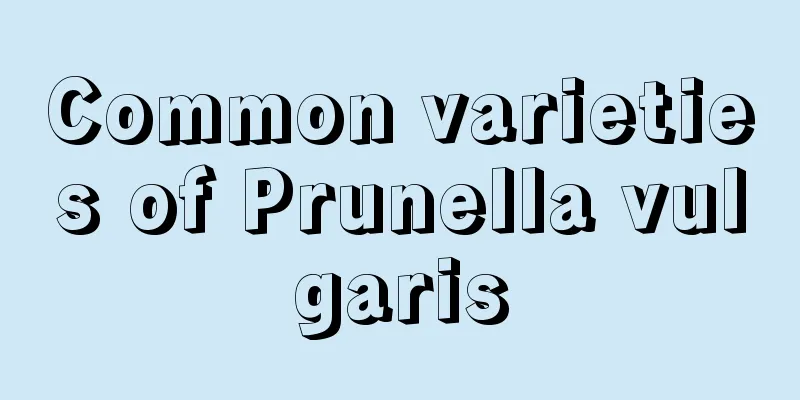 Common varieties of Prunella vulgaris