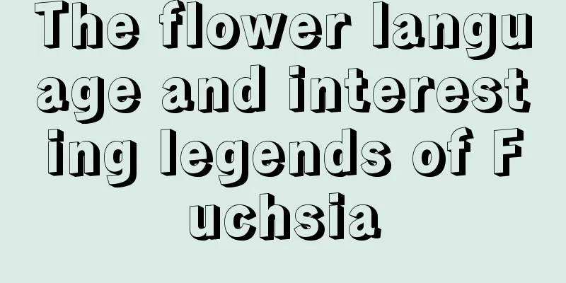 The flower language and interesting legends of Fuchsia