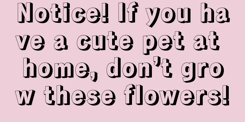 Notice! If you have a cute pet at home, don’t grow these flowers!