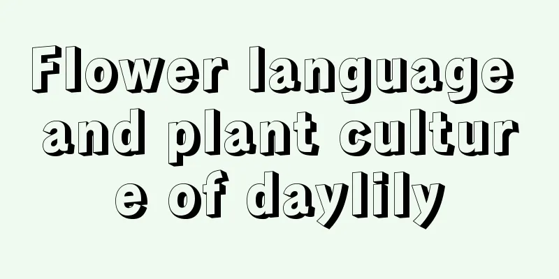 Flower language and plant culture of daylily