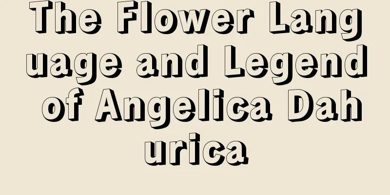 The Flower Language and Legend of Angelica Dahurica