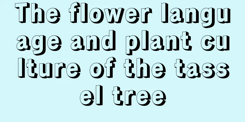 The flower language and plant culture of the tassel tree