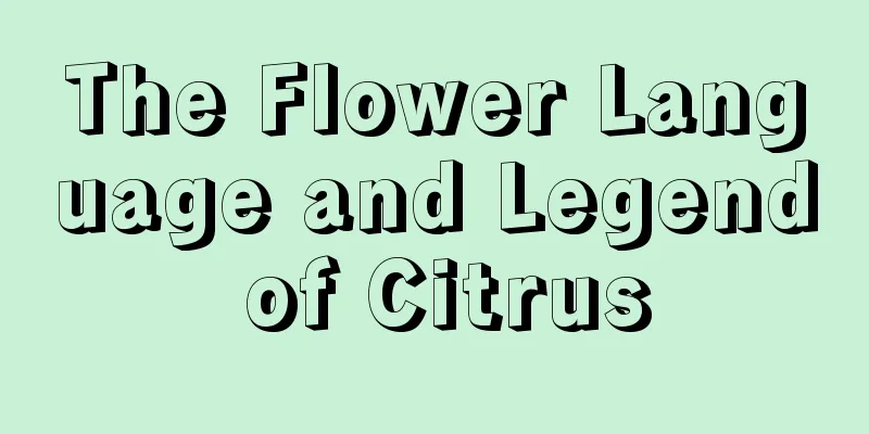 The Flower Language and Legend of Citrus