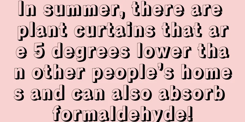 In summer, there are plant curtains that are 5 degrees lower than other people’s homes and can also absorb formaldehyde!