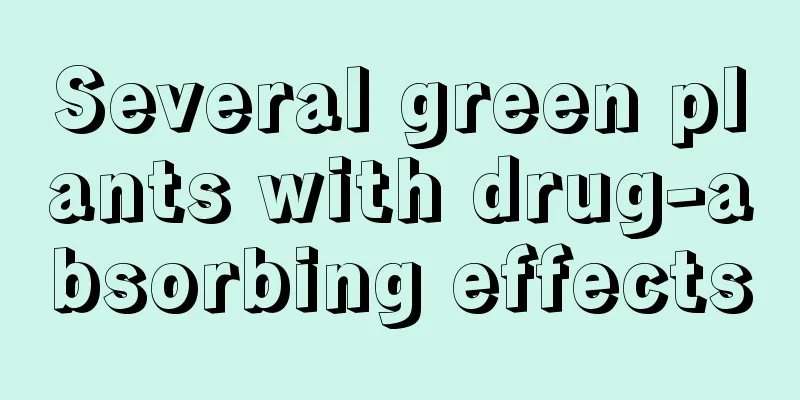 Several green plants with drug-absorbing effects