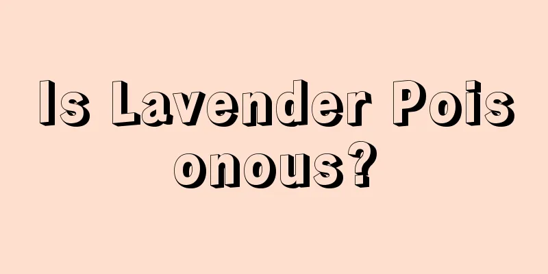 Is Lavender Poisonous?