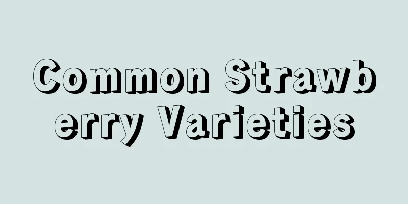 Common Strawberry Varieties