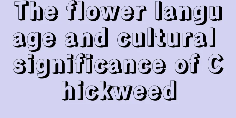 The flower language and cultural significance of Chickweed