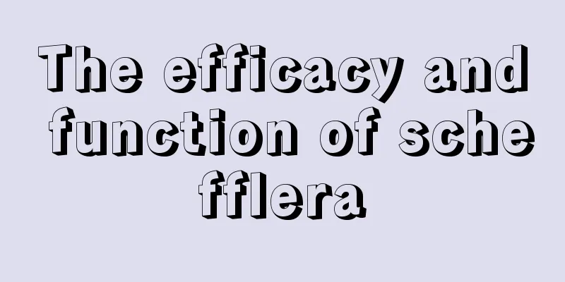 The efficacy and function of schefflera