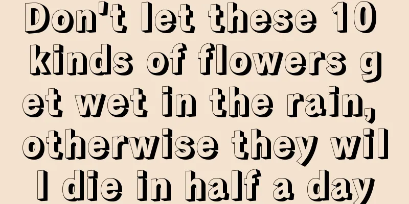 Don't let these 10 kinds of flowers get wet in the rain, otherwise they will die in half a day