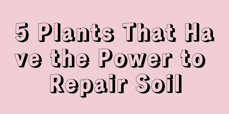 5 Plants That Have the Power to Repair Soil