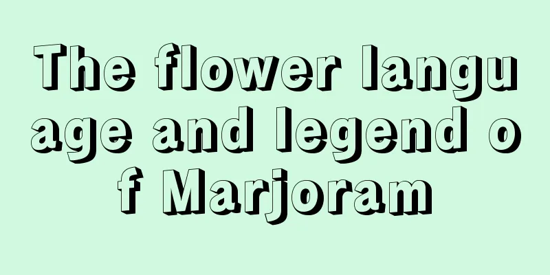 The flower language and legend of Marjoram