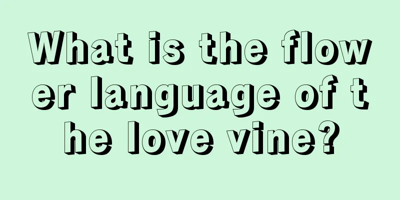 What is the flower language of the love vine?