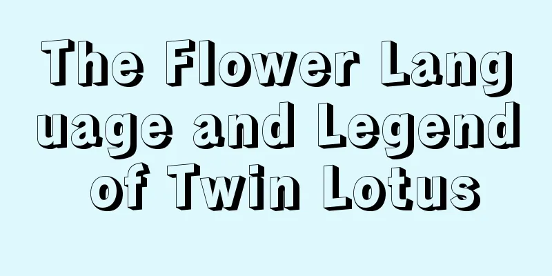 The Flower Language and Legend of Twin Lotus