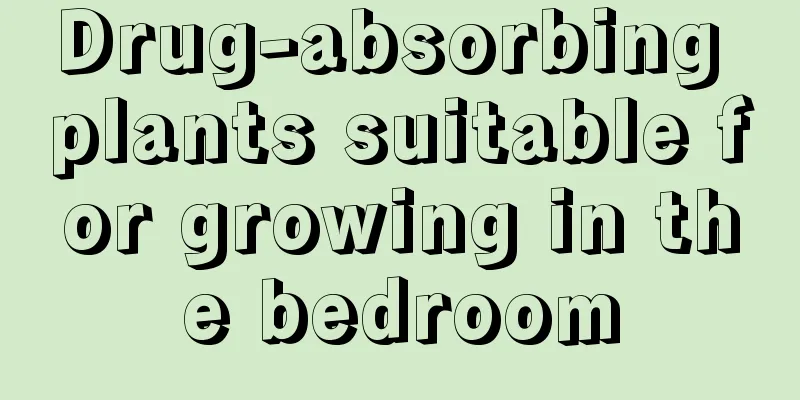 Drug-absorbing plants suitable for growing in the bedroom