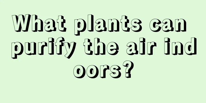 What plants can purify the air indoors?