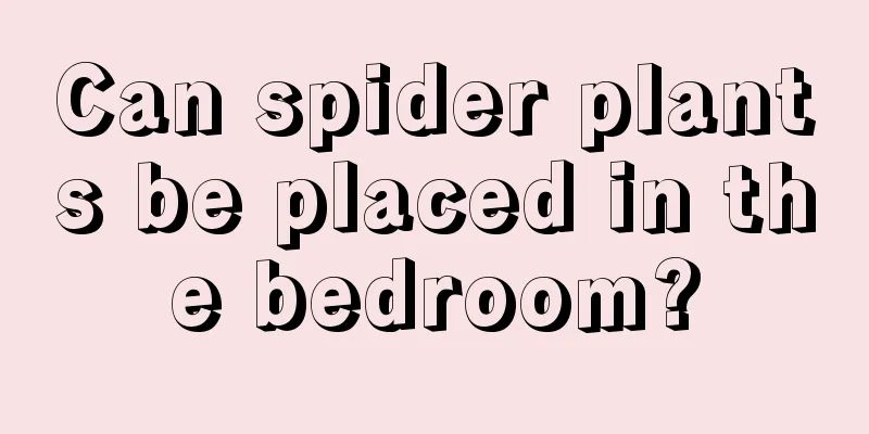 Can spider plants be placed in the bedroom?