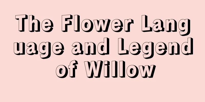 The Flower Language and Legend of Willow