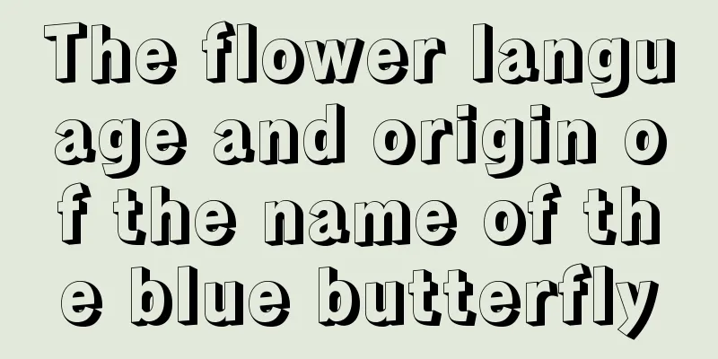 The flower language and origin of the name of the blue butterfly