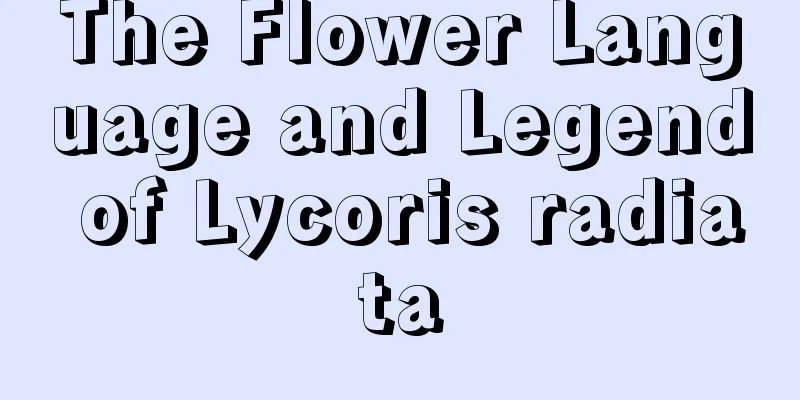 The Flower Language and Legend of Lycoris radiata