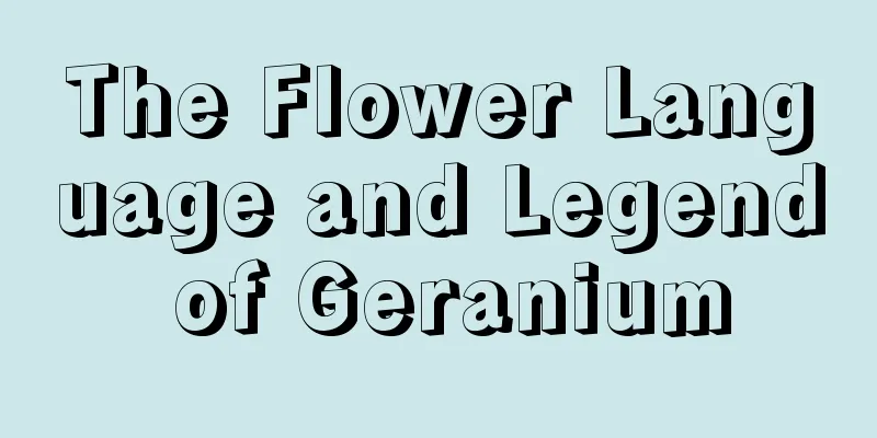 The Flower Language and Legend of Geranium