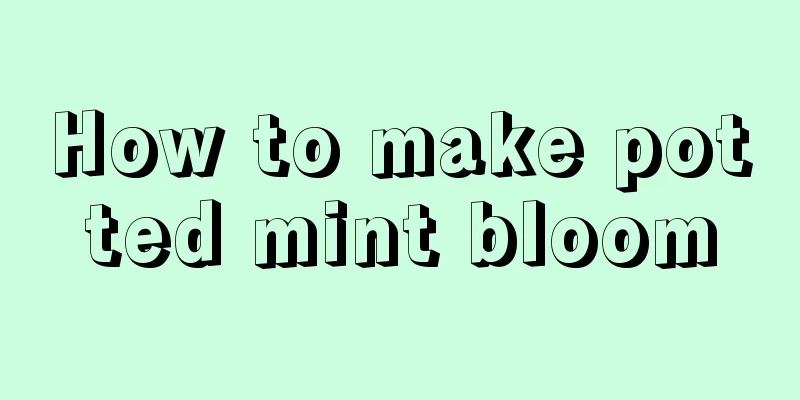 How to make potted mint bloom