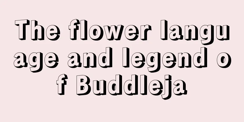 The flower language and legend of Buddleja