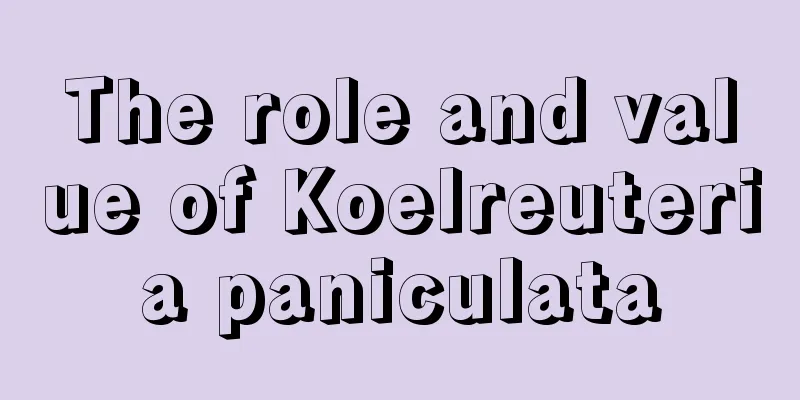 The role and value of Koelreuteria paniculata